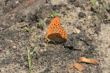 Dostojka malinowiec